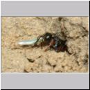 Harpactus lunatus - Grabwespe w03a - beim Eintrag einer Zikade - OS-Hollage Lehmkuhle.jpg